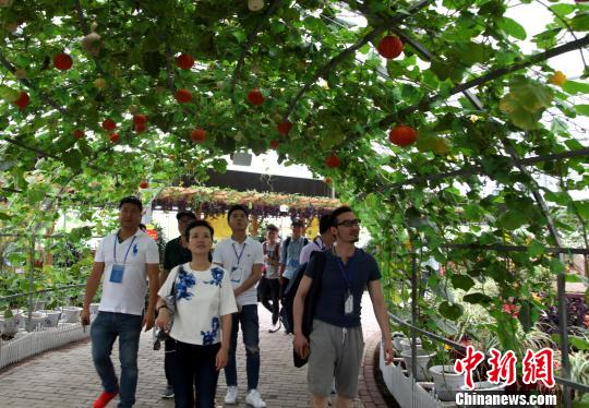 圖為海外媒體記者參觀玉林“五彩田園”現(xiàn)代特色農(nóng)業(yè)示范區(qū)?！钪拘?攝