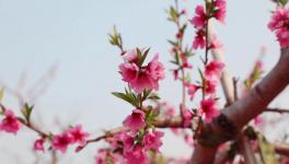 人間四月芳菲盡，桃花朵朵映中聯(lián)！