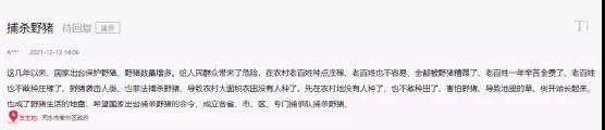 海螺突遇“棘手”問題！ 野豬集體來“做客”！